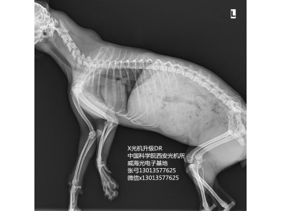 寵物用DR動(dòng)物X光機便攜式130的13577625